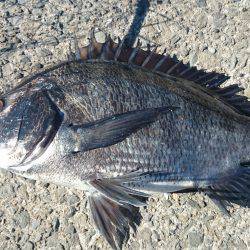 南芦屋浜の夏チヌ