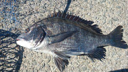 南芦屋浜の夏チヌ