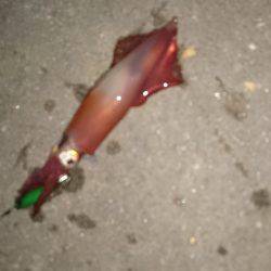 渋いかったケンサキエギング