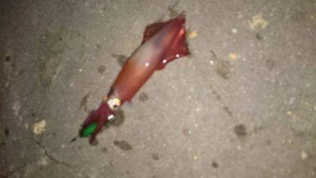 渋いかったケンサキエギング