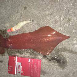 ケンサキ記録更新