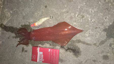 ケンサキ記録更新