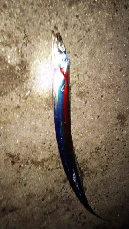 泉大津で太刀魚ゲット