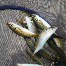 雨降り前にアジング