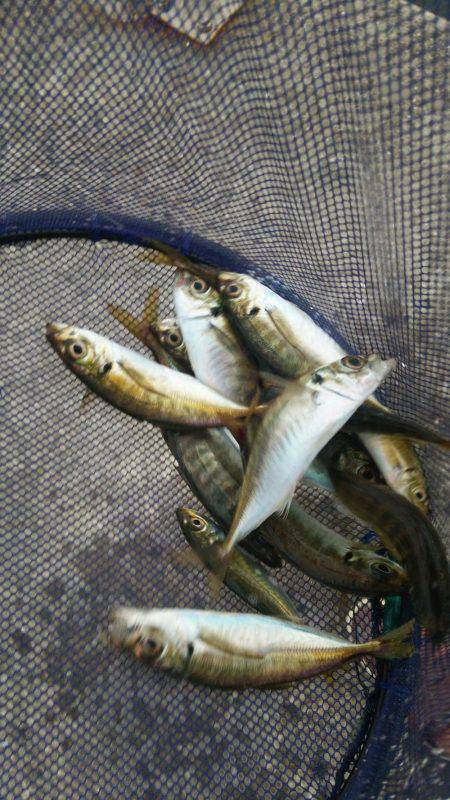 雨降り前にアジング