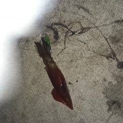 丘からのエギング!