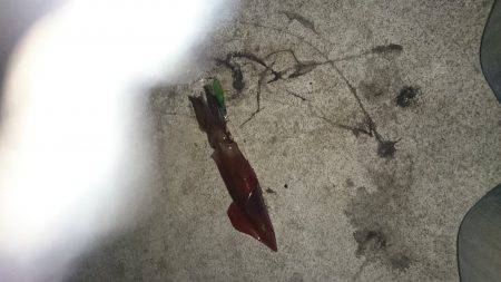 丘からのエギング！