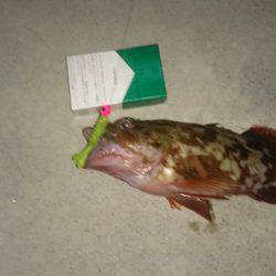 エギングのちガシリング