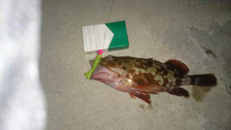 エギングのちガシリング