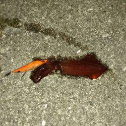 ライトケンサキ