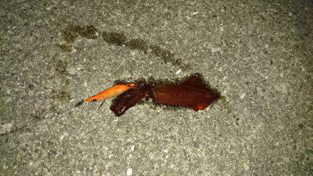 ライトケンサキ