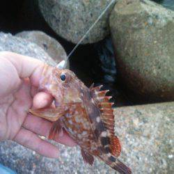 テキサスリグにて 兵庫県 瀬戸内海側 東二見人工島 ロックフィッシュ ルアー カサゴ ガシラ 陸っぱり 釣り 魚釣り 釣果情報サイト カンパリ