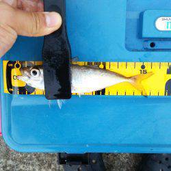 アジングと子供らはサビキで