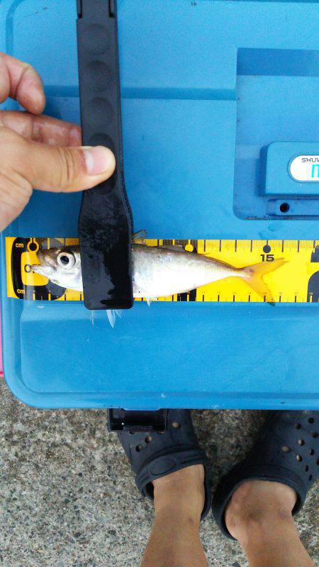 アジングと子供らはサビキで