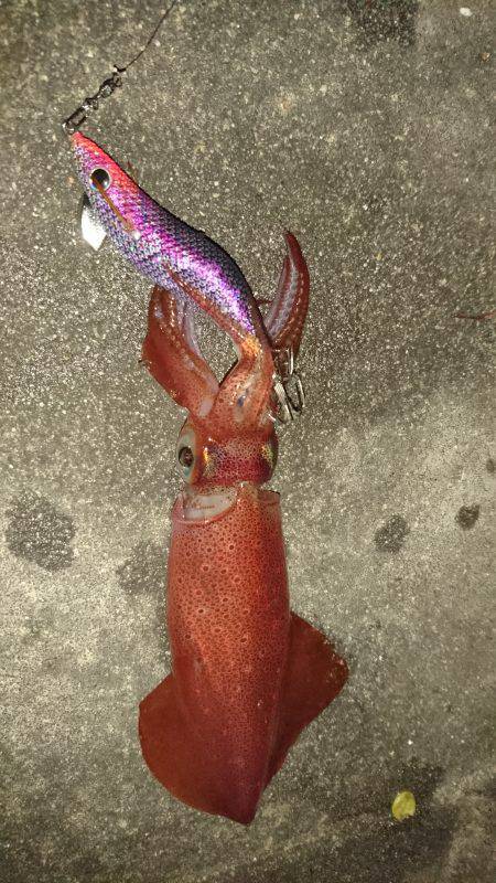 雨のちケンサキ