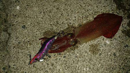 ライトケンサキ