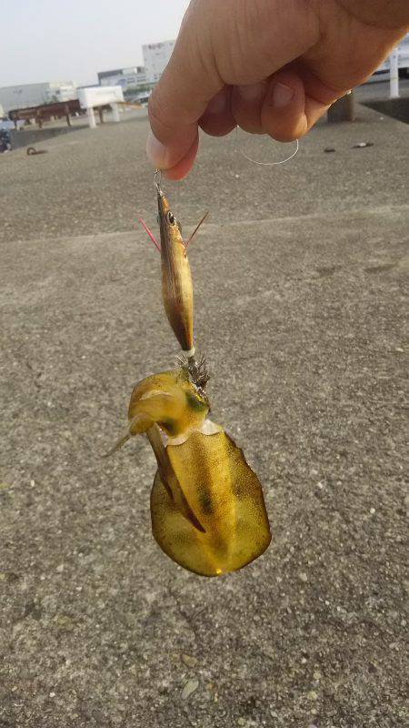 食品コンビナートでコロッケサイズゲット