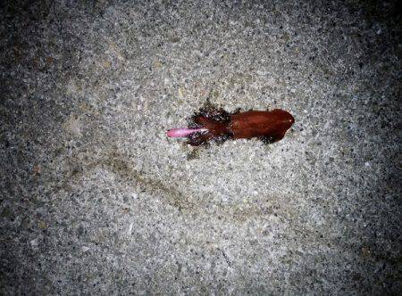 ケンサキ&サビキ釣行