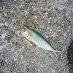 沼島のトップゲームでシイラ