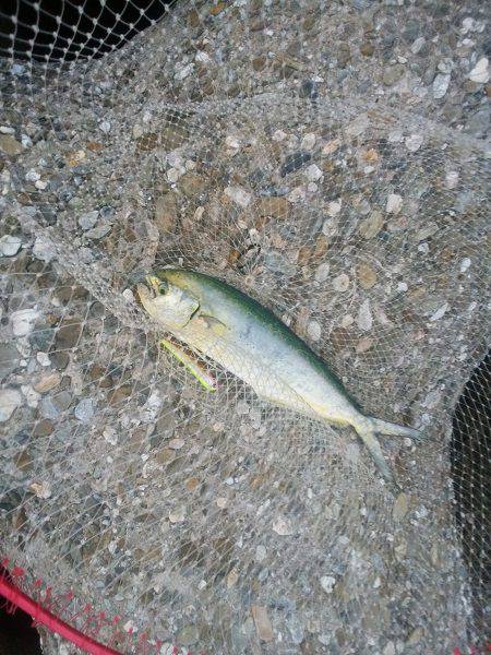 沼島のトップゲームでシイラ