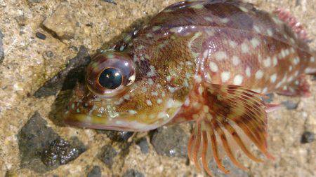 お盆休みは釣り三昧！