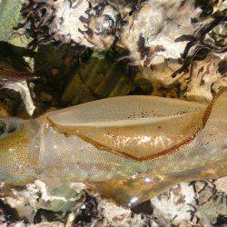 フラフライカ釣り旅