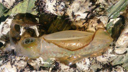 フラフライカ釣り旅