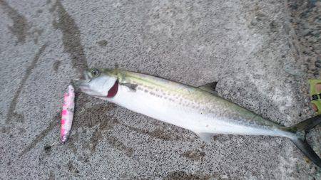 ショアジギで青物