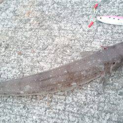 和歌山適当釣行