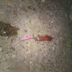 ケンサキエギング