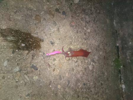 ケンサキエギング