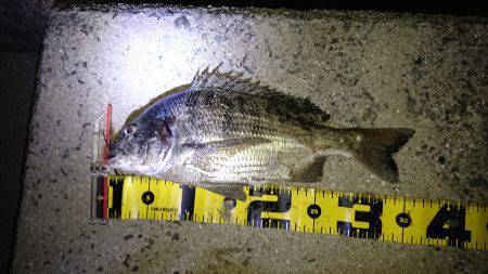 沼隈にてボンボンチヌ