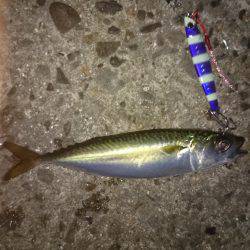 ワインドからアジング