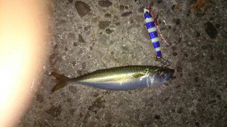 ワインドからアジング