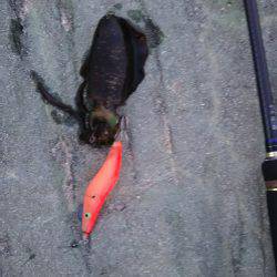 アオリイカ狙い