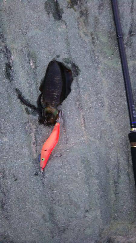 アオリイカ狙い