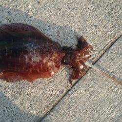 またまた今週も夏イカゲット