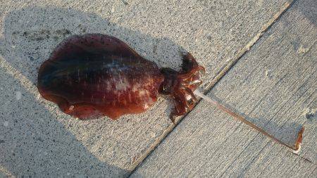 またまた今週も夏イカゲット