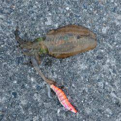 アジが売っていない為ヤエンを止めてエギングで、