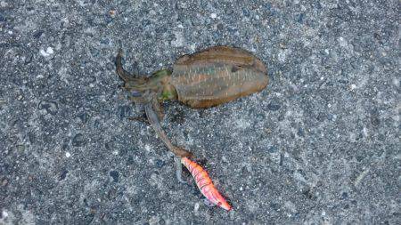 アジが売っていない為ヤエンを止めてエギング…