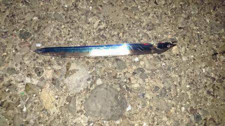 釣れるが小さい