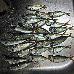 中アジは、何処に？