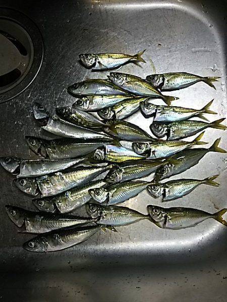 中アジは、何処に？