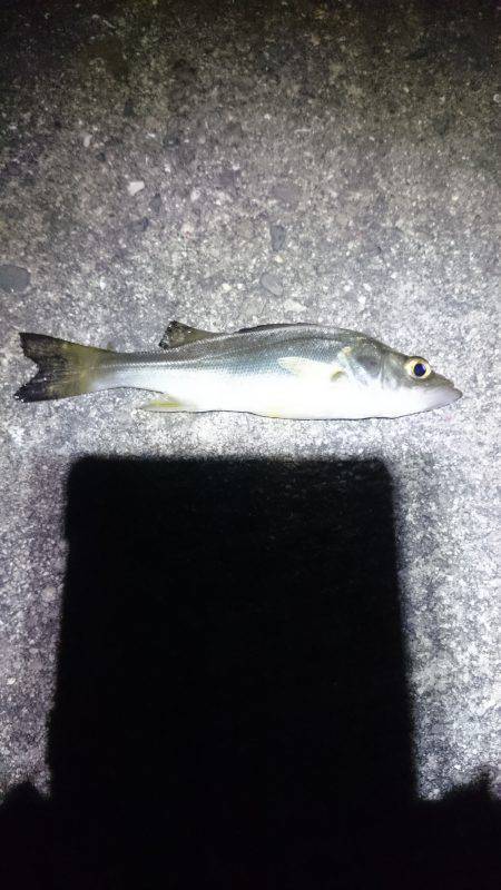 何が出るかな？