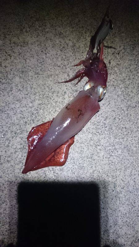 渋かったです。