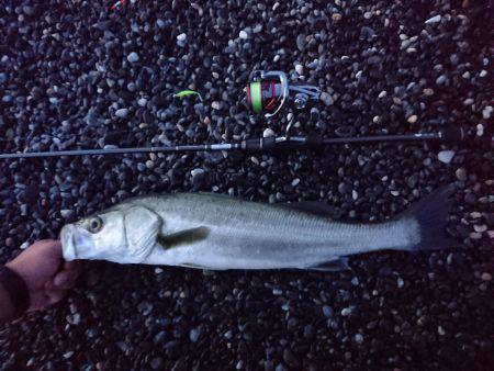 サーフアジングでシーバス