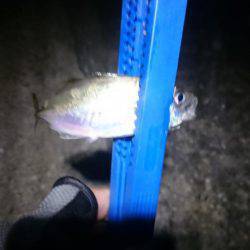 癒しのアジング？