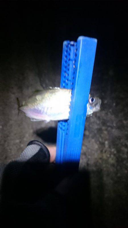 癒しのアジング？