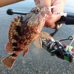 サーフで根魚狙い