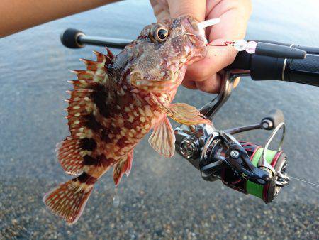 サーフで根魚狙い